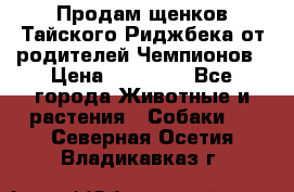 Продам щенков Тайского Риджбека от родителей Чемпионов › Цена ­ 30 000 - Все города Животные и растения » Собаки   . Северная Осетия,Владикавказ г.